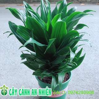 Cây Phát Tài Nhật