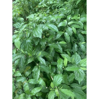 lá lốp tươi loại 300g