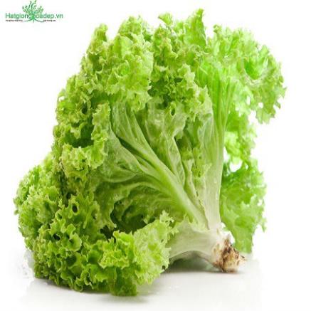 Hạt Giống Rau Xà Lách Chịu Nhiệt