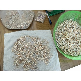 Ngọc trai hạt- bột