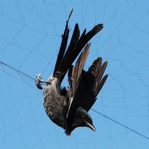 Lưới bẫy chim cu gáy bắt các loại chim to khứu, chim chích chòe, chi họa mi chất lượng cao