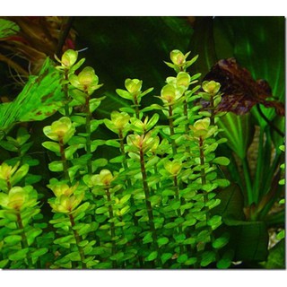 Cây thủy sinh vẩy ốc đỏ 5k 20 ngọn