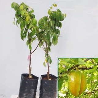 CÂY GIỐNG KHẾ NGỌT NHIỆT ĐỚI SIÊU CHỊU NHIỆT SIÊU QUẢ DÒNG QUẢ SỚM- CAM KÊT GIỐNG CHUẨN F1 , cam kết uy tín chất lượng