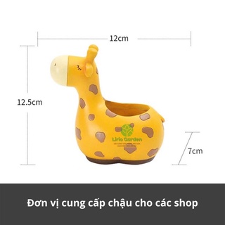 [ Quà Tặng Kèm ] chậu cây hưu cao cổ
