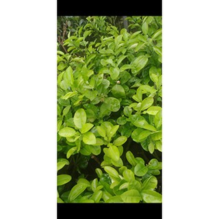 Bưởi Đỏ Luận Văn - Chiết Cành