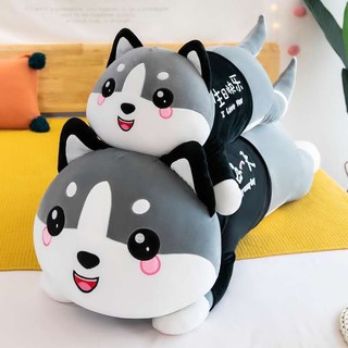 Mèo Alaska Siêu To