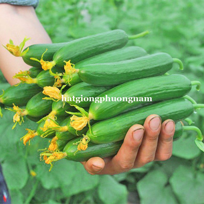 Hạt giống dưa leo dưa chuột chùm siêu quả chất lượng F1