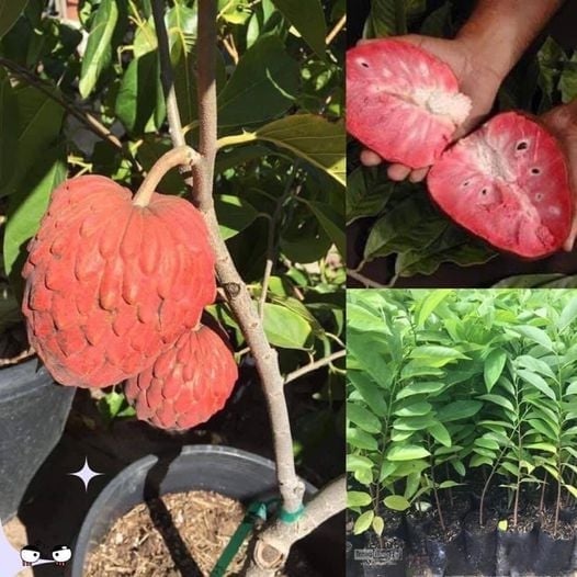 Cây Giống Na Đỏ - Cây Giống Nhập Khẩu chuẩn f1