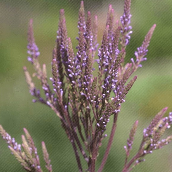 Nước hoa Pháp Fragonard hương cỏ roi ngựa Verveine 20ml hàng Pháp đủ bill