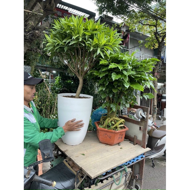 Chậu nhựa bom giả sứ dày dặn cao cấp kt 26x34, 30x40, 35x47cm