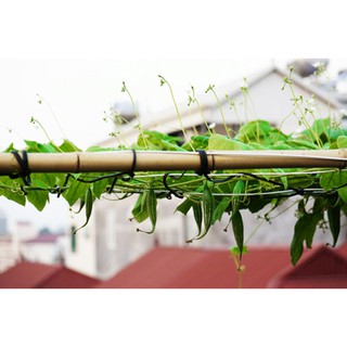 Hạt giống Lặc lày (mướp mèo, mướp nhật) - Gói 5 hạt