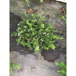 Cây Hương Thảo rủ (Giống Hàn Quốc) - Rosemary