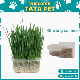 Hạt giống cỏ mèo giúp tiêu hóa tốt - hạt giống cỏ lúa mì nảy mầm 99%