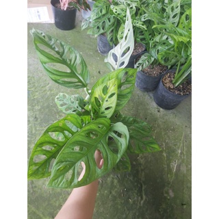 Trầu bà lỗ (ảnh thật)