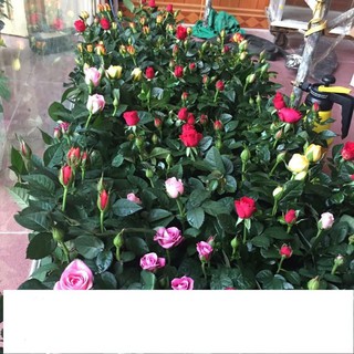 Gói 20 hạt Hoa hồng siêu nụ hoa - hoa đẹp ĐẾN MÙA TRỒNG TẾT  KHUYẾN MẠI SHOP MỚI HẠ GIÁ SỈ