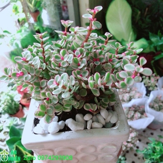 Chậu cây đô la hồng