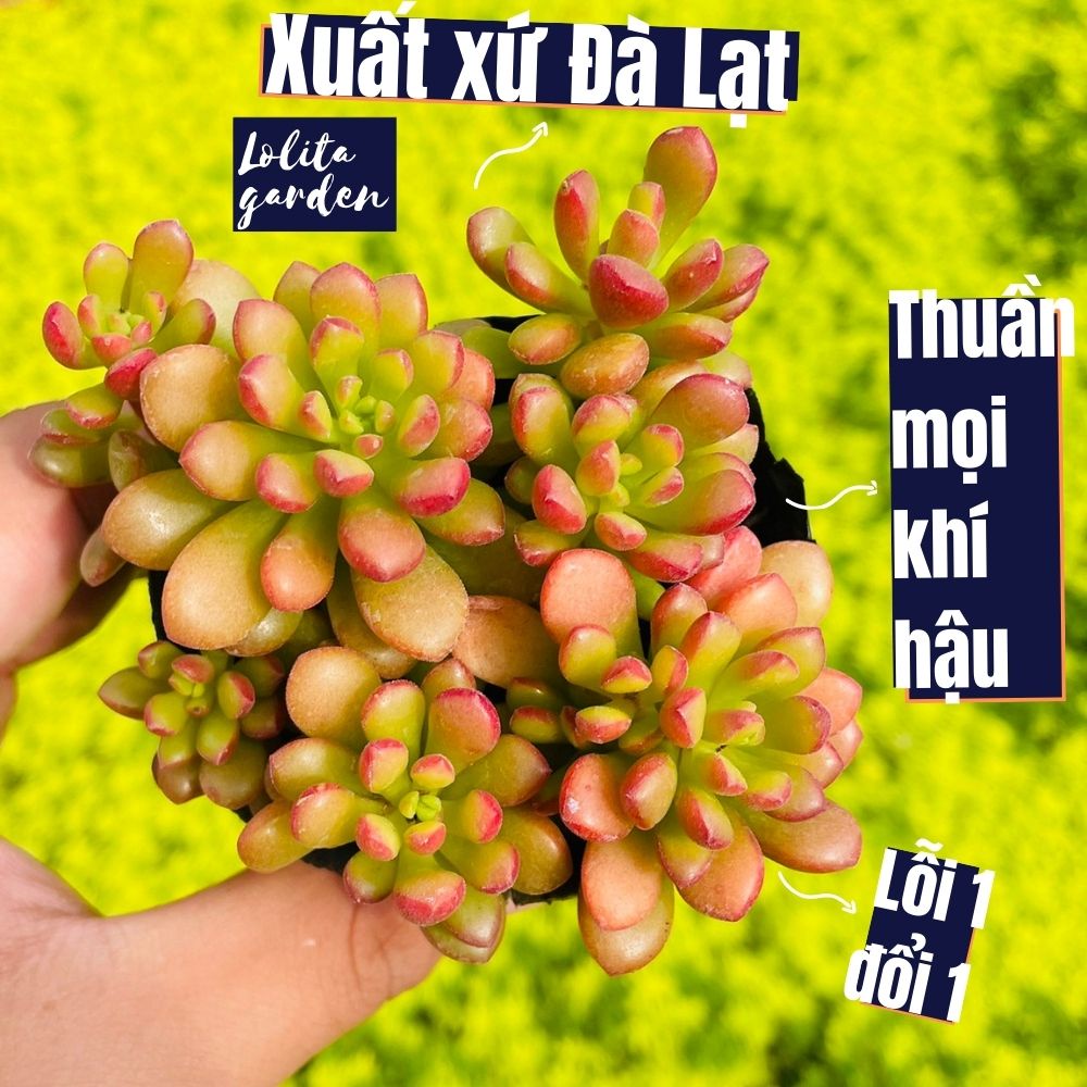 Sen đá sedum cam Đà Lạt size bé cây cảnh trang trí nhà cửa Lolita garden