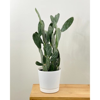 Cây Xương rồng Lê gai loại lớn (từ 45cm -50cm) -Xương rồng tai thỏ Nopal