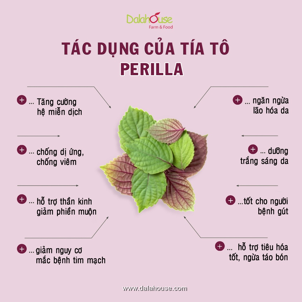 Bột tía tô sấy lạnh nguyên chất Dalahouse 60gr hỗ trợ hạ sốt thải độc làm sáng da, công nghệ sấy lạnh tiêu chuẩn Châu Âu