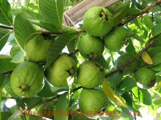 Cây giống ổi Đông Dư
