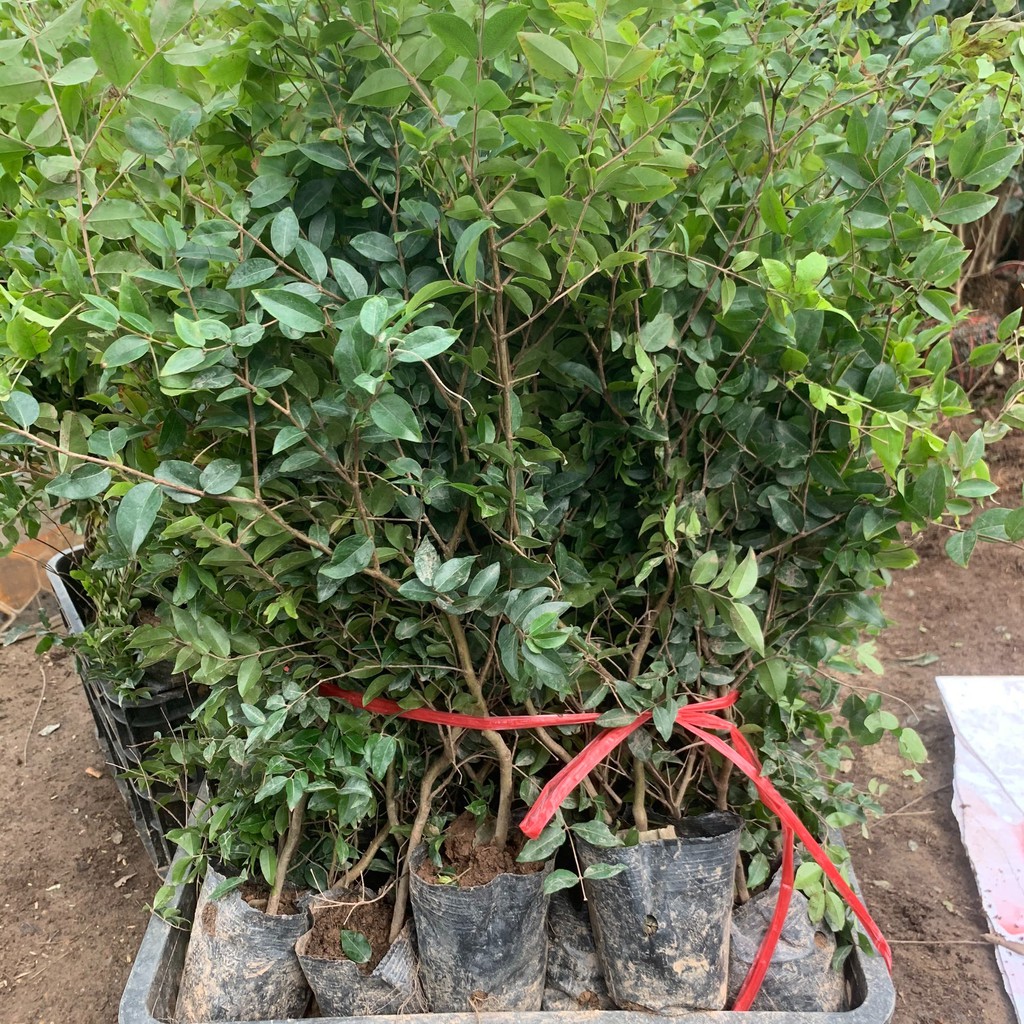 Cây giống nho thân gỗ tứ quý lá nhỏ