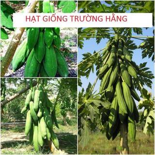 Gói 20 / 50 / 100 hạt giống đu đủ punket quả dài