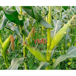 Hạt giống Bắp Ngọt ( Bắp Mỹ )