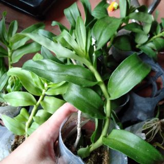Hoa phong lan phi điệp 5 cánh trắng