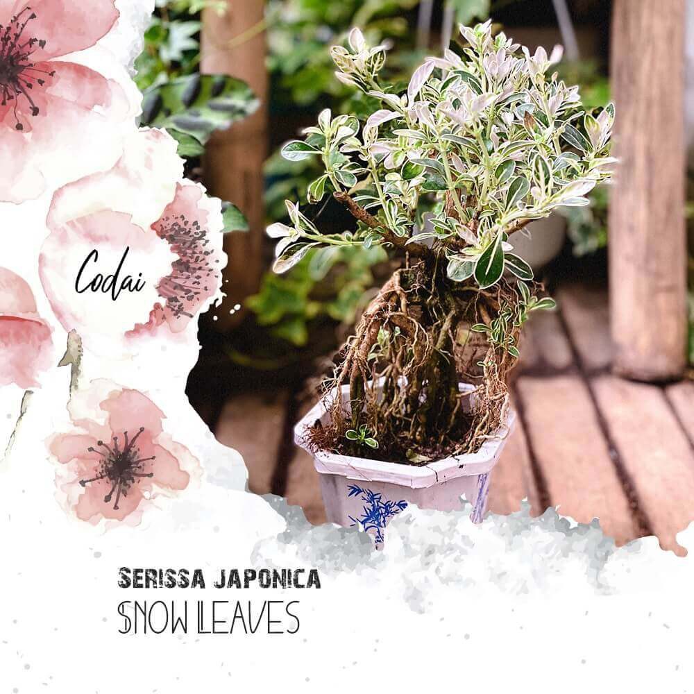 Cây Serissa japonica Snow Leaves (Lục Nguyệt Tuyết) Bonsai rễ trần