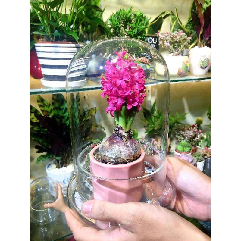 Bình terarium, bình thủy tinh trồng cây trồng cây trong nhà