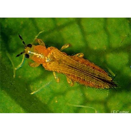 BIO - PRO PESTS - Chuyên đặc trị côn trùng gây hại