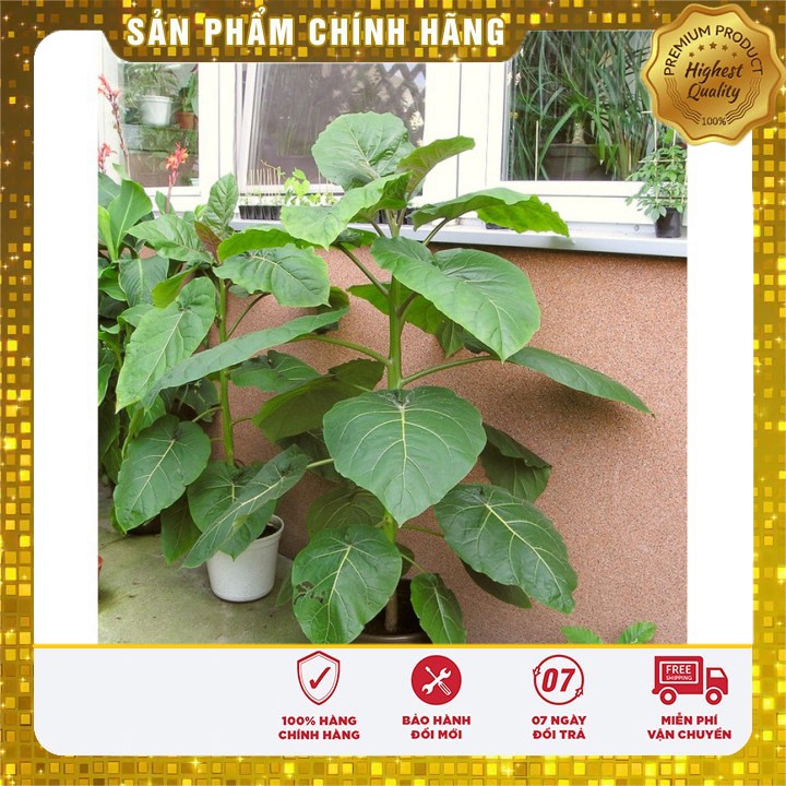 Hạt giống cà chua thân gỗ ( 04 hạt)