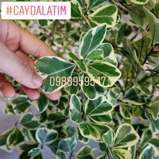 Cây đa cẩm thạch lá tim, đa tam phúc, trang trí nhà cửa, tiệm quán, quà tặng