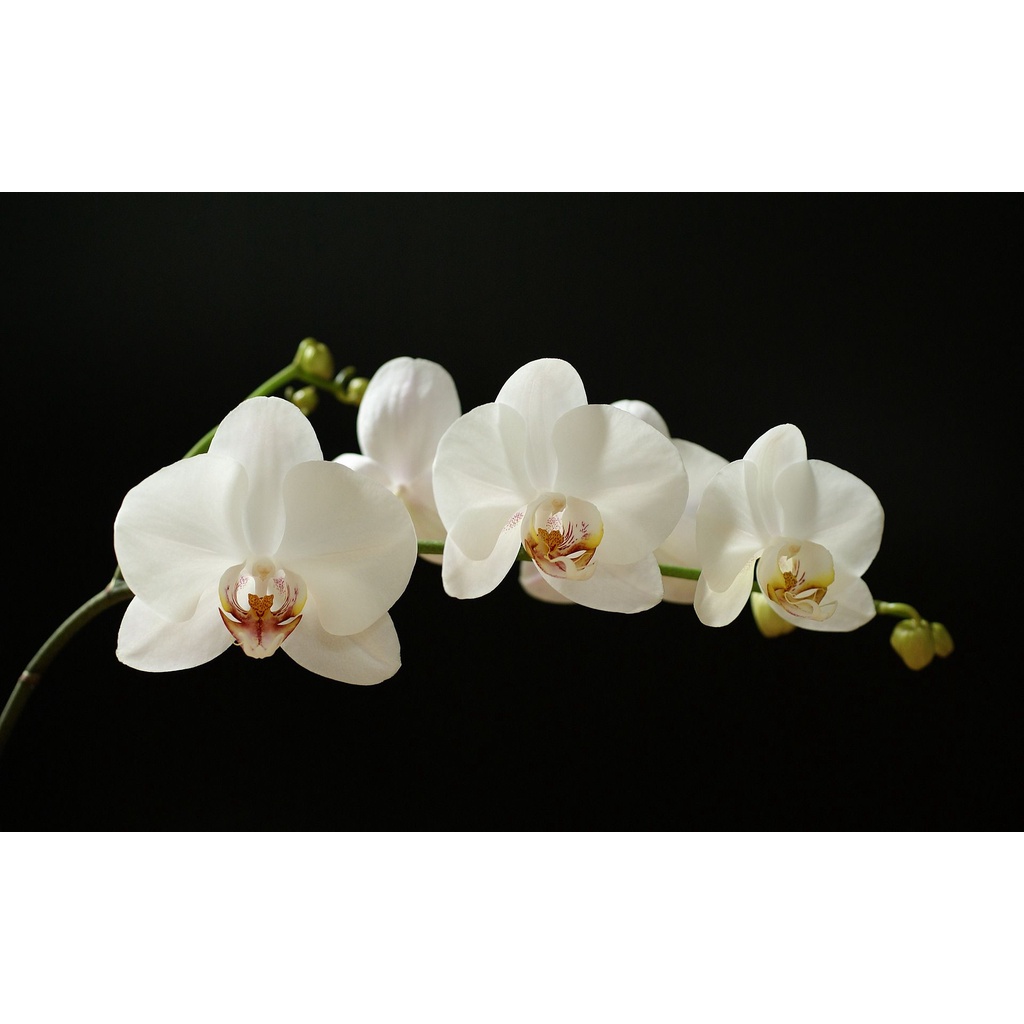 NPK 6-30-30 Tám Ngọc 100g - Phân Bón Cho Hoa Lan, Cây Kiểng, Bonsai- Giúp Cành Hoa Dài, màu Sắc Đậm Đà