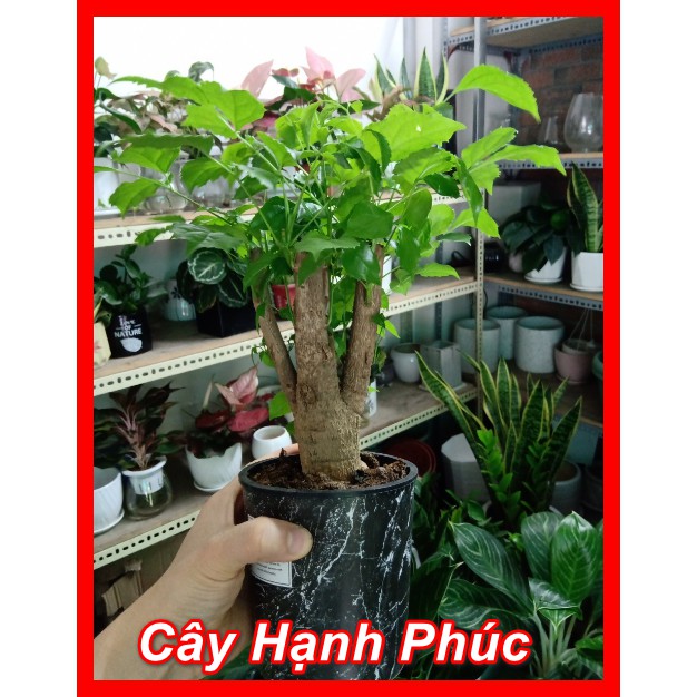 Cây Hạnh Phúc ( Cây để bàn )