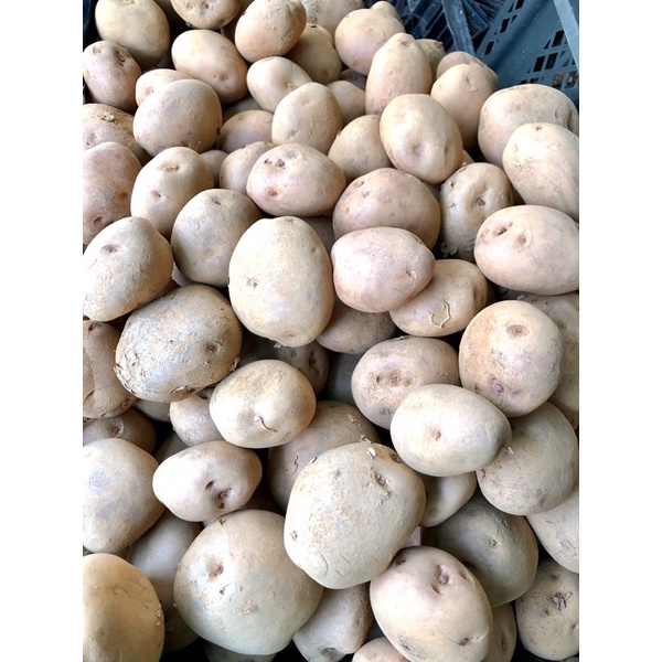 Khoai tây đà lạt