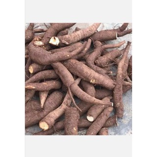 [ HÀNG LOẠI 1]  Củ gai tươi