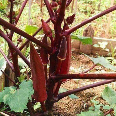 Hạt giống đậu bắp xanh/đậu bắp đỏ cao sản F1