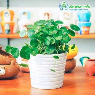 Cây cỏ đồng tiền để bàn, chậu cây rau má kiểng
