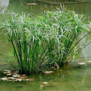 cây giống thủy trúc