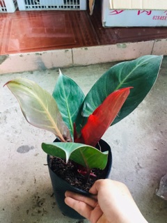 ĐẾ VƯƠNG ĐỎ
