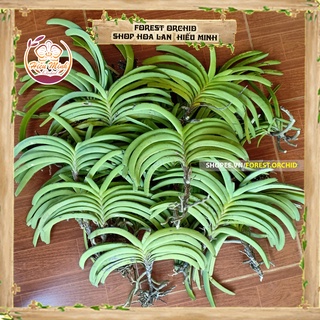 Hoa Lan Hải Yến