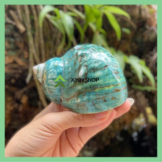 Vỏ ốc khảm xanh Xà cừ màu xanh ngọc tự nhiên - Dùng trang trí chụp hình backround cho sản phẩm siêu xinh