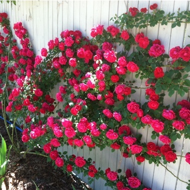 Hạt Giống Hoa Hồng Ngoại Mix Đủ Màu (gói 30 hạt, tặng phân)