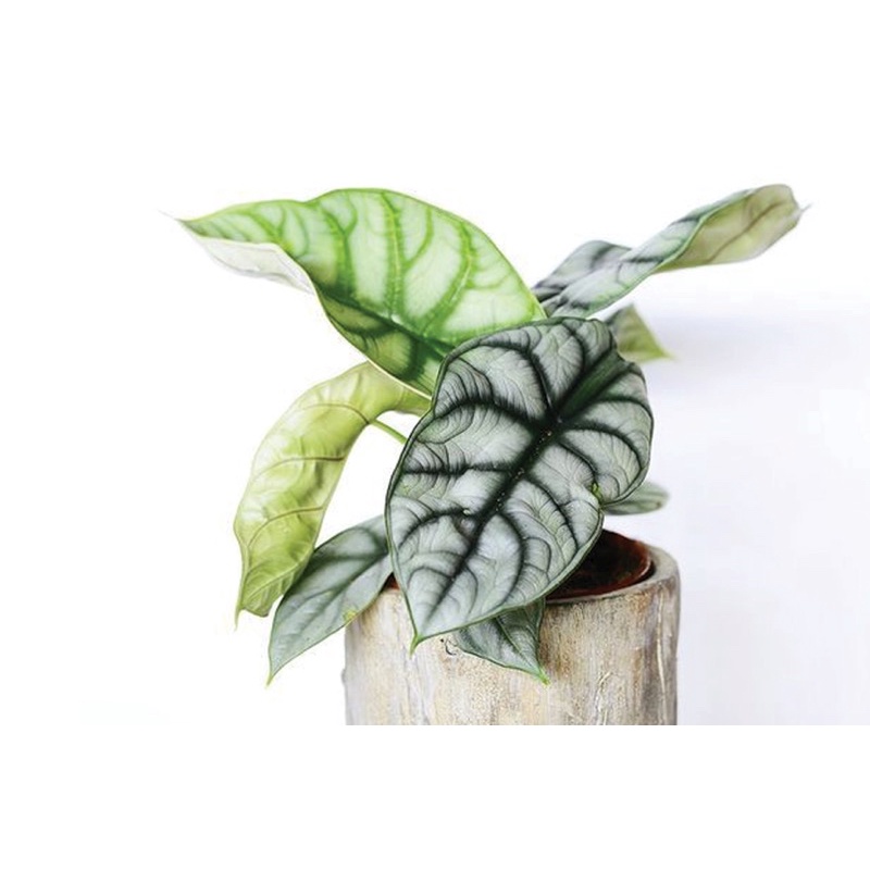 Alocasia Silver Dragon cây kiểng lá môn rồng bạc