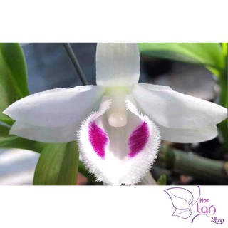 Phi điệp 5 cánh trắng Phú Thọ gieo hạt 20cm