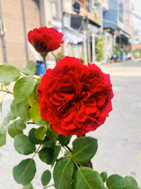 Hoa hồng leo red eden, cây cảnh