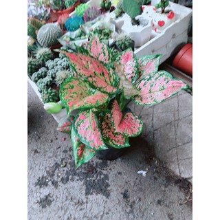 Cây vạn lộc