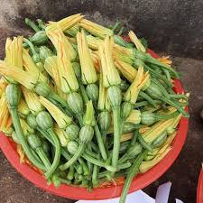 Hạt giống bí siêu nụ  thuộc loại rau củ quả dễ trông giàu dinh dưỡng