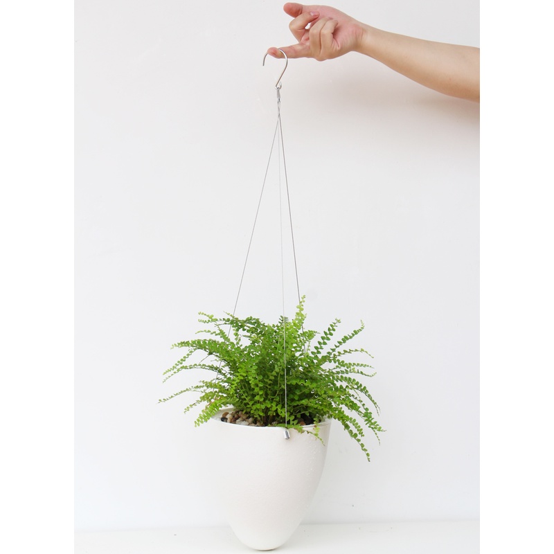 Chậu treo ban công Oliz D09 - Chậu trồng cây thông minh có tự tưới nước cho cây